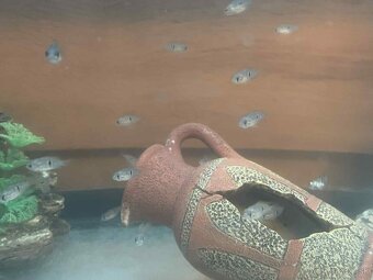 Africké cichlidy - 2