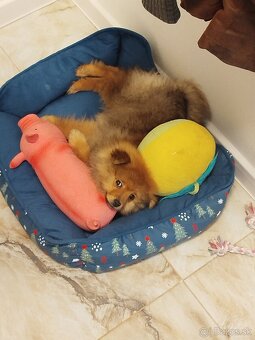 Predám  pomeranian - 2