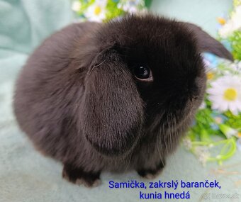 Zakrslý baranček s VP samička - 2