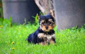 Yorkshirsky terrier mini - 2