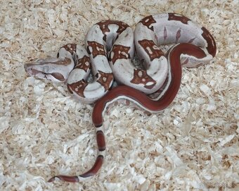 Boa imperator - VPI T+ Albino het Blood, Normal DH VPI Blood - 2