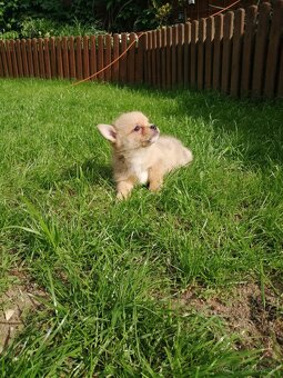pomeranian x civava - 2
