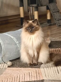 Ragdoll - 2