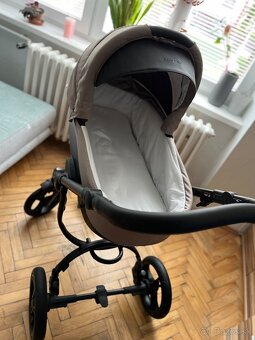 Kočik Bebetto Holland - 2