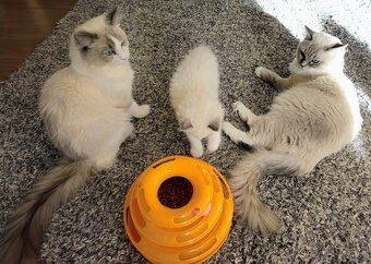 Ragdoll mačička bez PP - 2