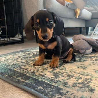 Jazvecik steniatko - 2