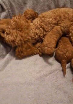 Pudlik pudel trpasličí-stredný fenky - 2