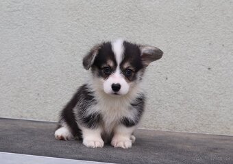 Welsh Corgi Pembroke s PP - 2