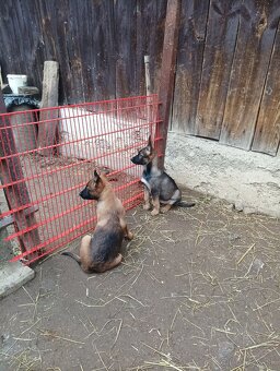 Šteniatka nemecký ovčiak - 2