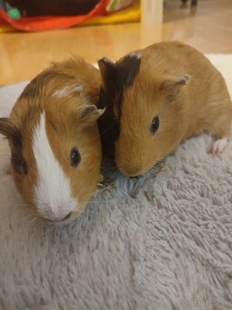 Morské prasiatká - 2