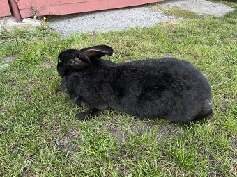Nemecký obrovitý strakač - 2