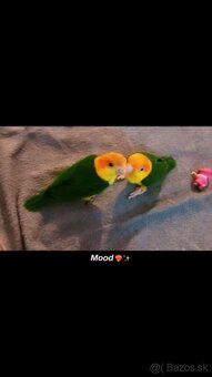 Amazonik bielobruchy - 2