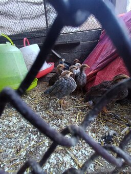 Vlaška rodofarebná - 2