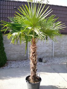 Mrazuvzdorne palmy - Trachycarpus Fortunei - 2