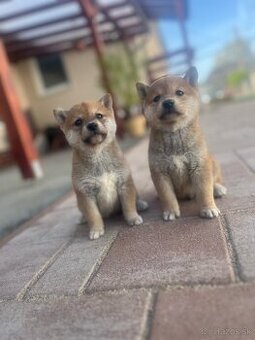 Shiba inu - 2