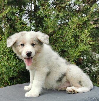 Border kolie , Collie , kolia - 2