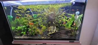 Predam aqarium tetra zo všetkym - 2