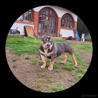 American Bully Pocket - 2