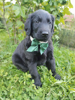 Flat coated retriever - šteniatka s PP - 2