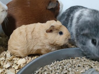 Morské prasiatka, morča - 2