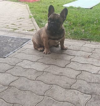 Francuzsky buldoček - 2