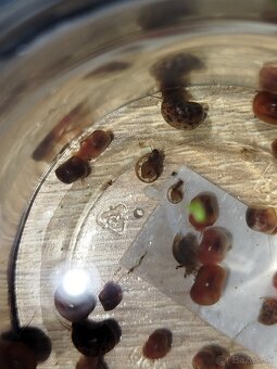 Akváriové slimáky – kotúľky + vežovka malajská - 2