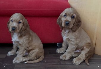 Anglický kokeršpaniel - 2