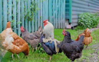 Predám mladé nosnice aj z dovozom - 2