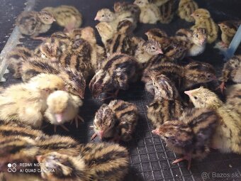 Prepelica japonská - násadové vajíčka - 2