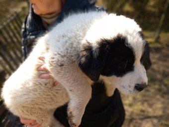 Stredoázijský pastiersky pes - 2