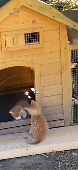 Darujem mačiatko, odber možný ihneď - 2