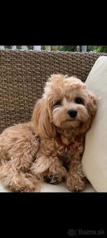 Maltipoo+maltipoo=red maltipoo - 2