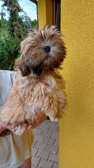 Prodám štěňátka Lhasa Apso (malé společenské plemeno) - 2
