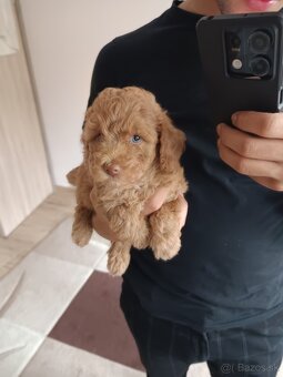krásny špeciálny toy pudel malý chlapček - 2