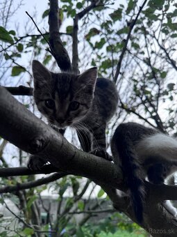 Darujem Mačiatka - 2