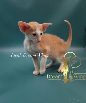 Orientálne mačiatka s PP - 2