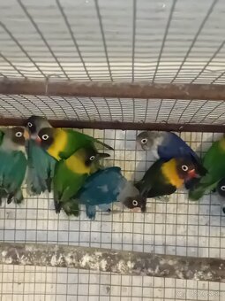 Agapornisy škraboškove - 2