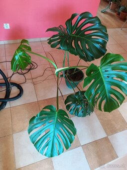 Monstera1, stálozelený izbový kvet - 2