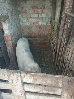 Na predaj nepripustene mlade prasničky - 2