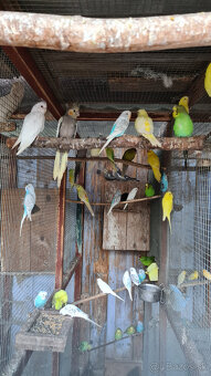 Andulky, papagáj spevavý, kakariky - 2