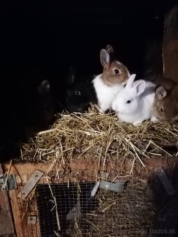 Zakrsle králiky - 2