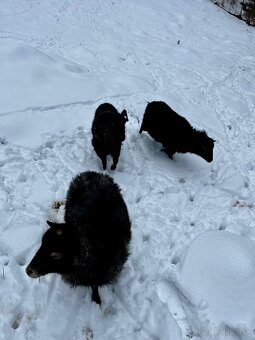 Quessantské mini ovce - 2