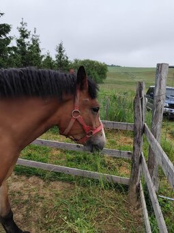 Na predaj ťazna kobyla - 2