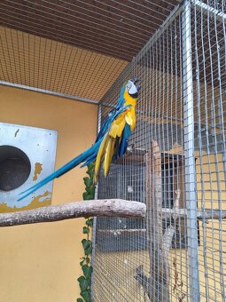 Ara Ararauna 1.0 - 2