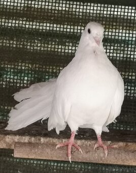 Predám holubov anglických pávikov: - 2