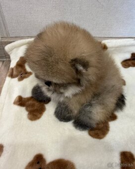 Pomeranian mini - 2
