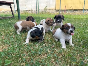 Jack Russell - 2
