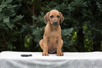 rhodesian ridgeback s PP - nestandartni pes💙 - 2