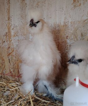 Kohút hodvabnicky - 2