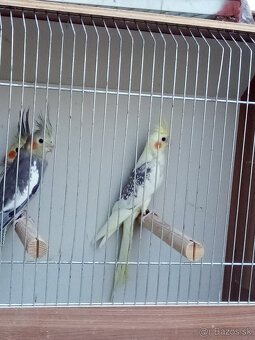 Korely -krúžkované - 2